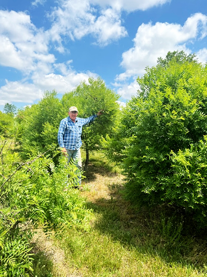 Some of our more mature trees. Some of our more mature trees.